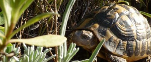 010-Schildkroete-im-Garten.jpg